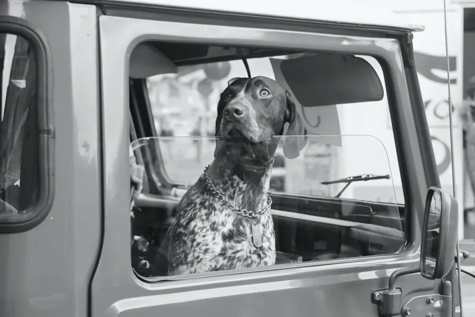Dog on a road trip