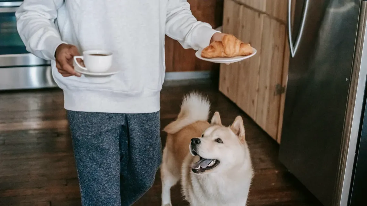 Dog owner comparing a small and a large bag of chews on a kitchen counter