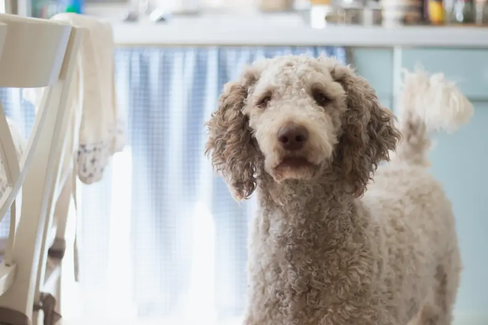 Dog owner preparing a meal