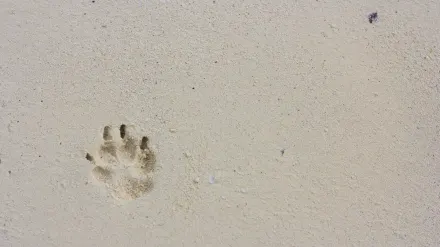 Dog paws