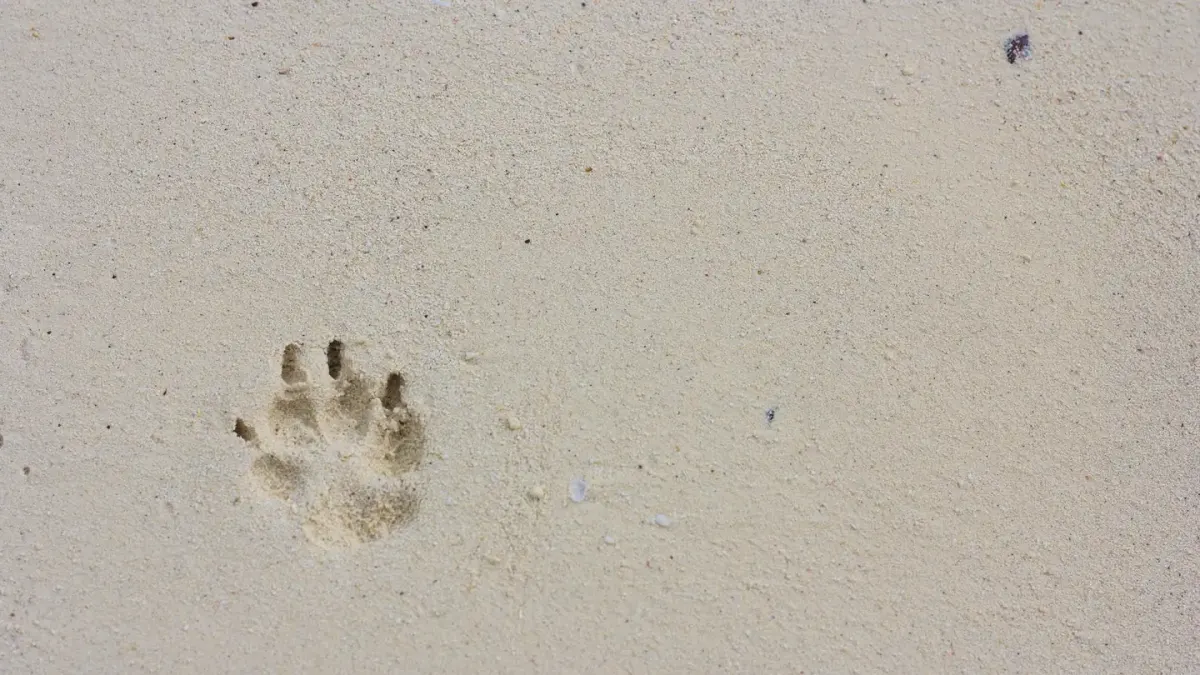 Dog paws
