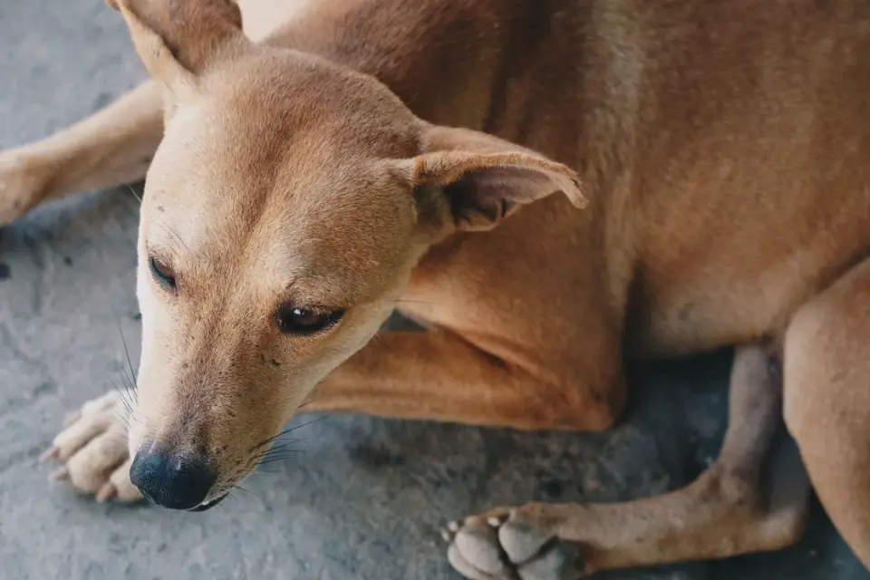 Dog paws