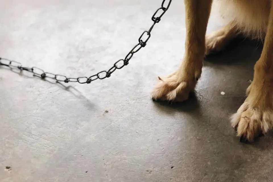 Dog paws