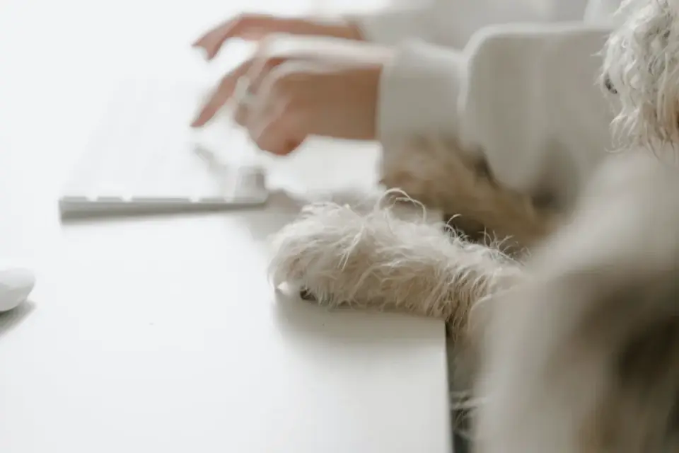 Dog paws