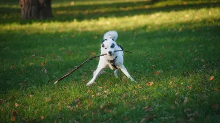 Dog playing fetch