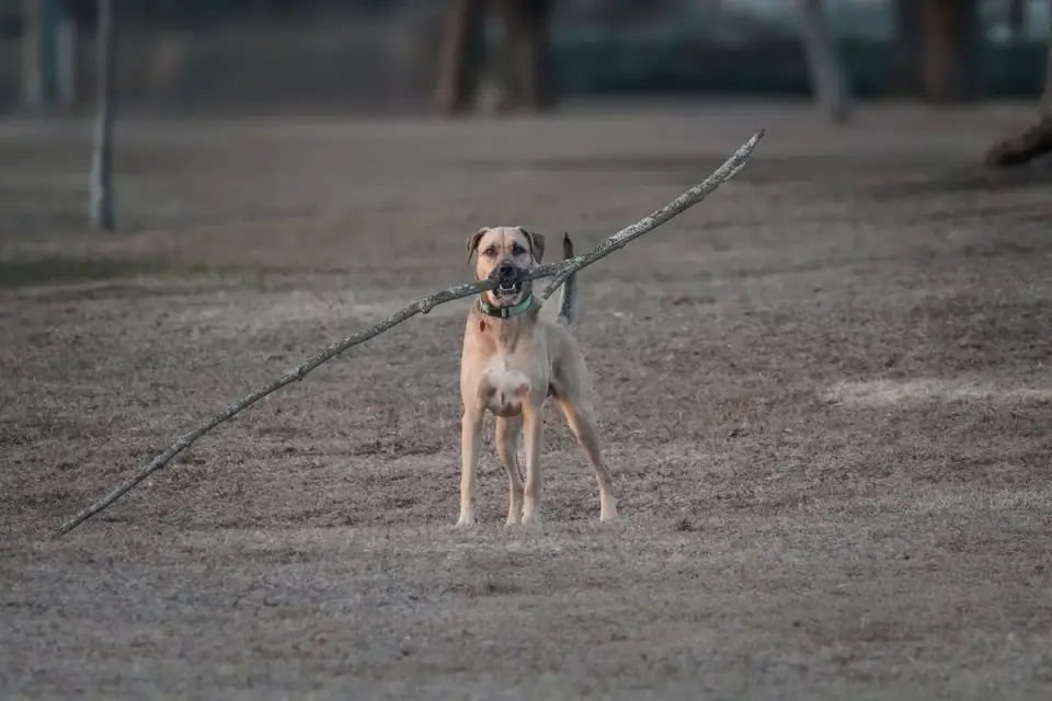 Dog playing fetch