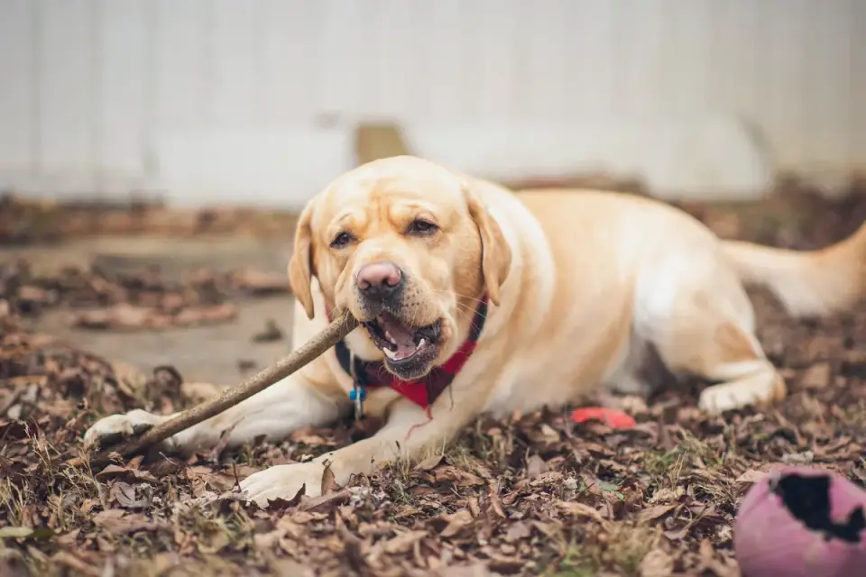 Dog playing in leaves