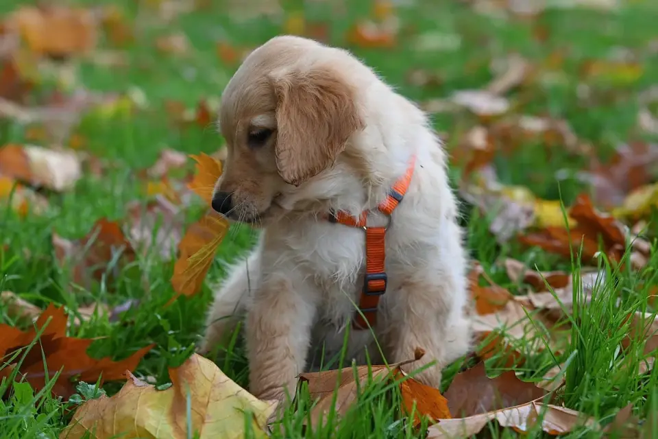 Dog playing in leaves