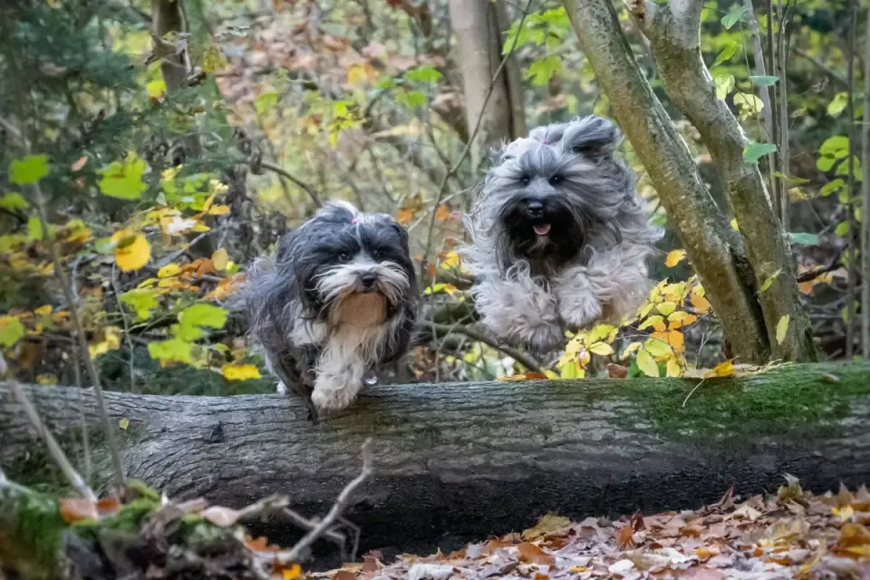 Dog playing in leaves