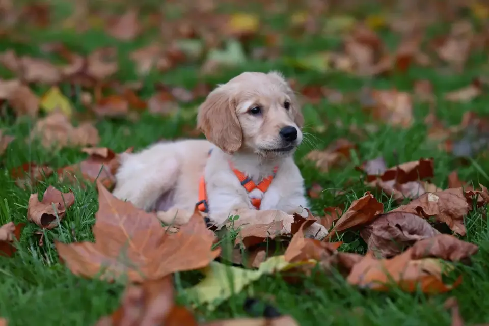 Dog playing in leaves