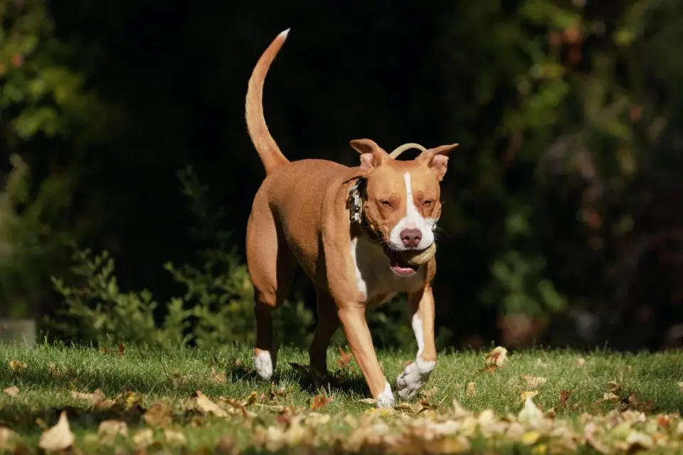 Dog playing in leaves