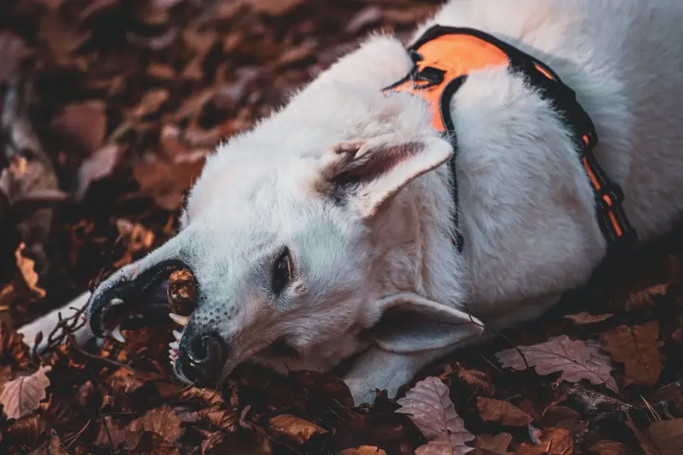 Dog playing in leaves