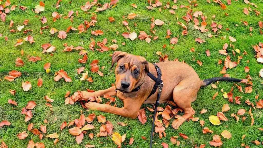 Dog playing in leaves