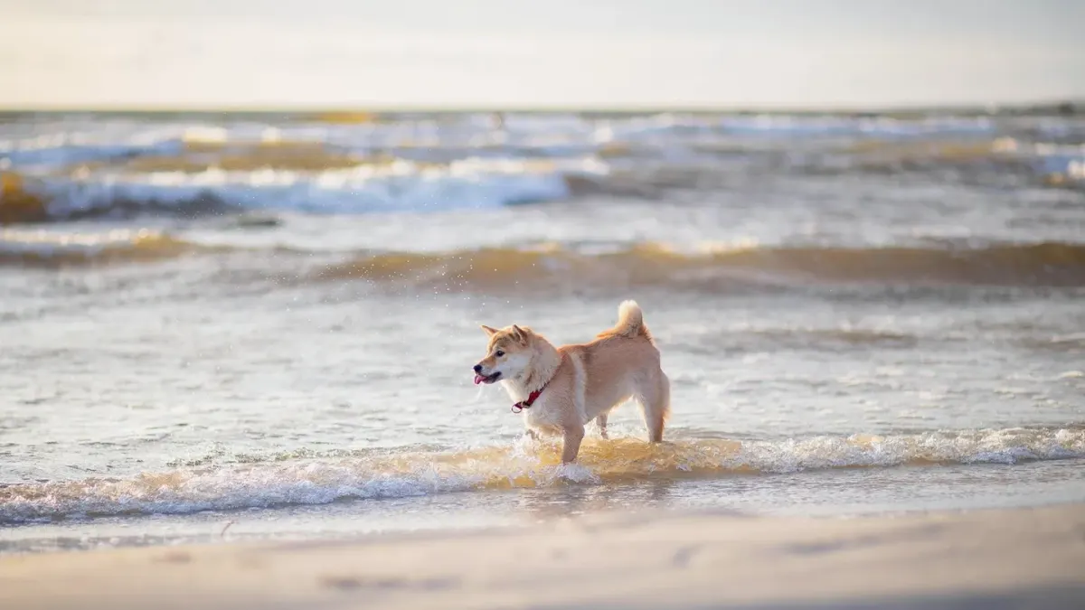 Dog playing in water