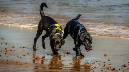 Dog playing in water