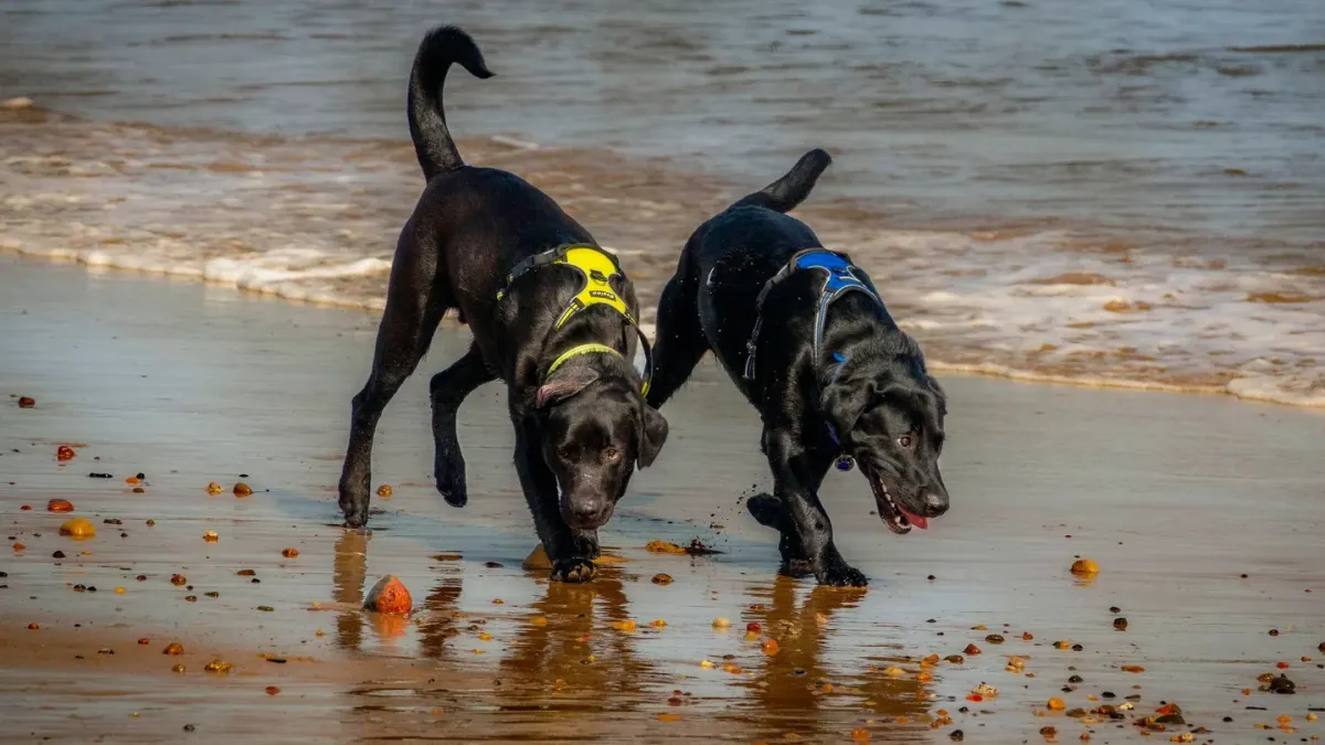 Dog playing in water