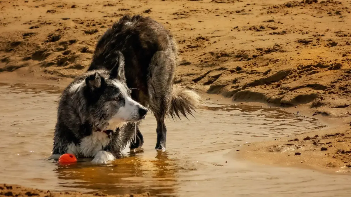 Dog playing in water