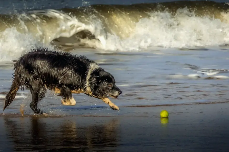 Dog playing in water