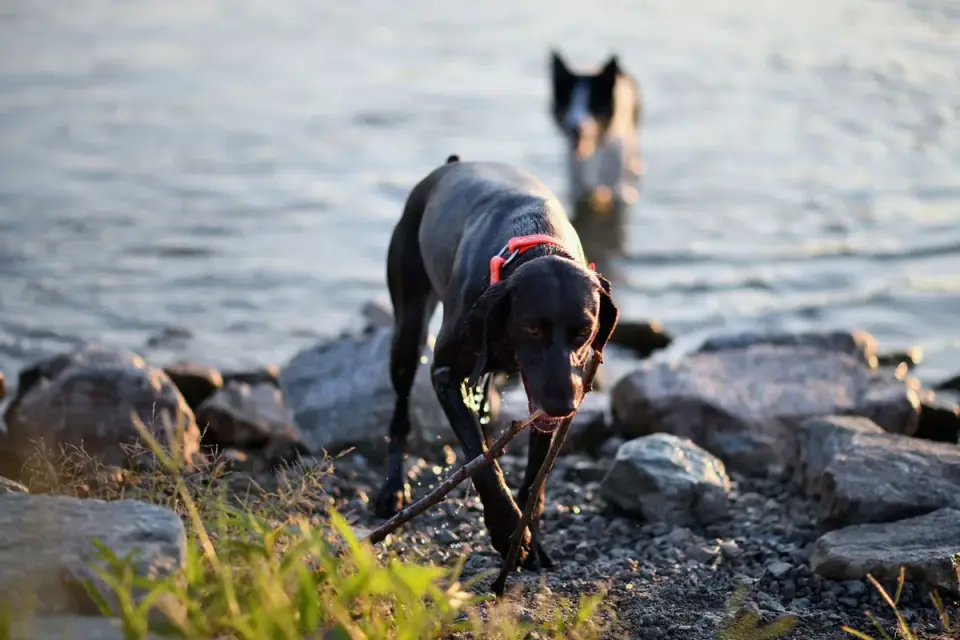 Dog playing in water