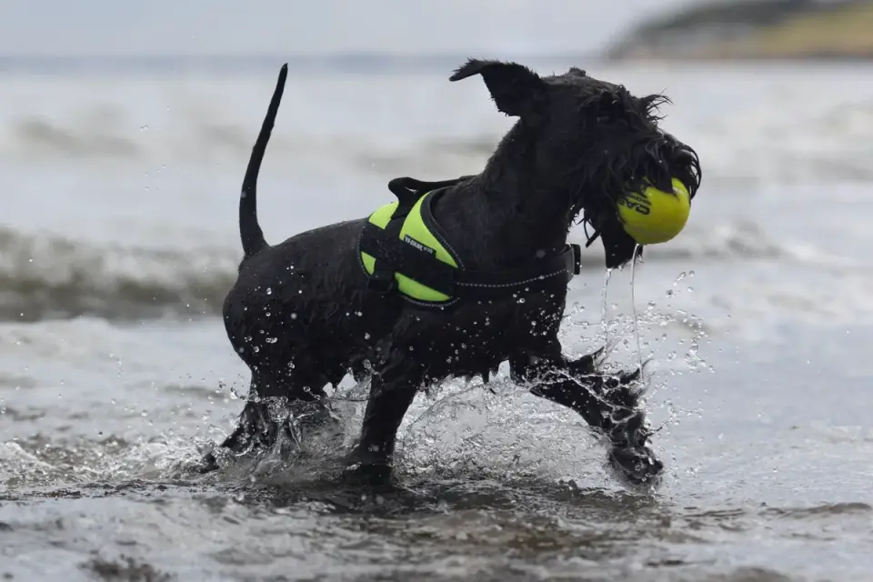 Dog playing in water