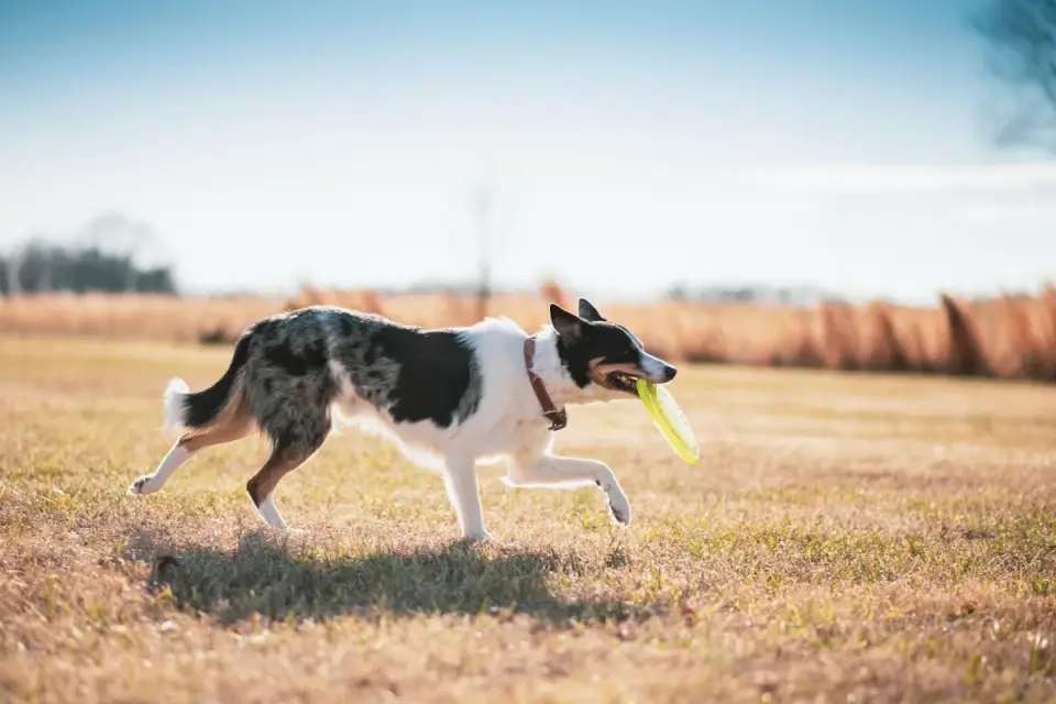 Dog playing outdoors