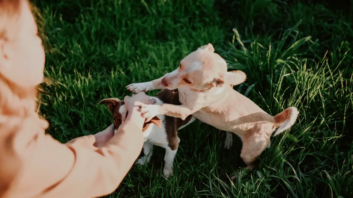 Dog playing outdoors