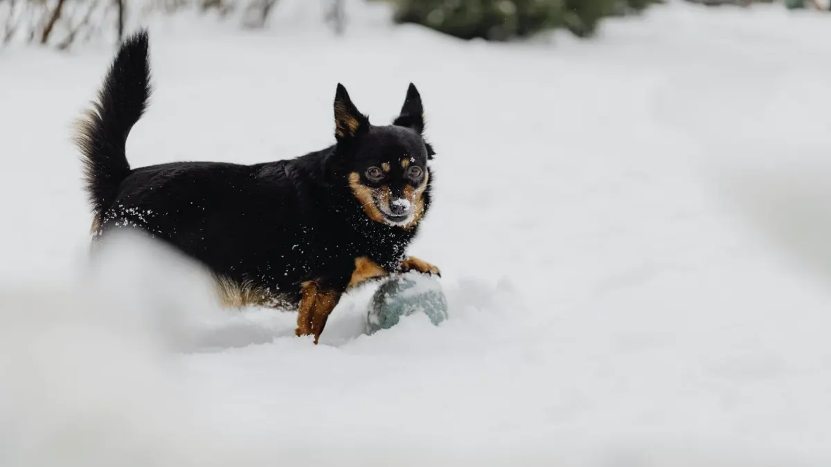 Dog playing with a ball