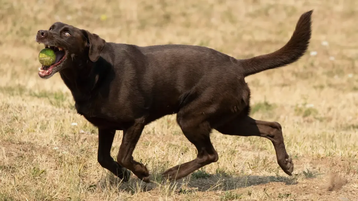 Dog playing with a ball