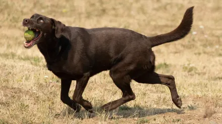 Dog playing with a ball