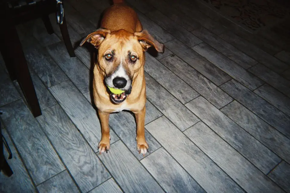 Dog playing with a ball