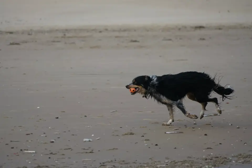 Dog playing with a ball