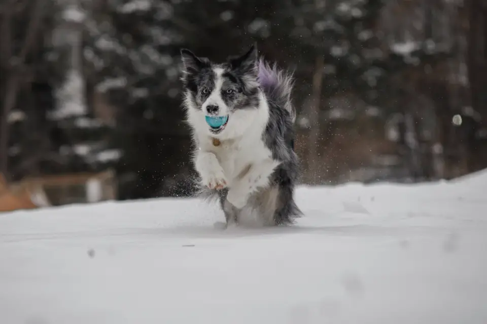 Dog playing with a ball