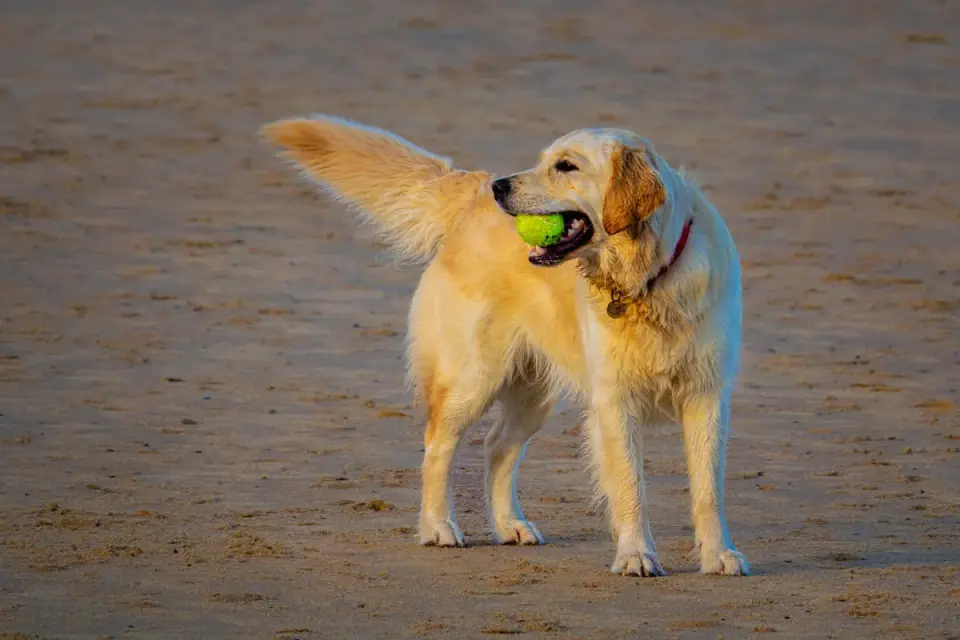 Dog playing with a ball
