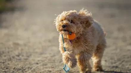 Dog playing with a rope toy