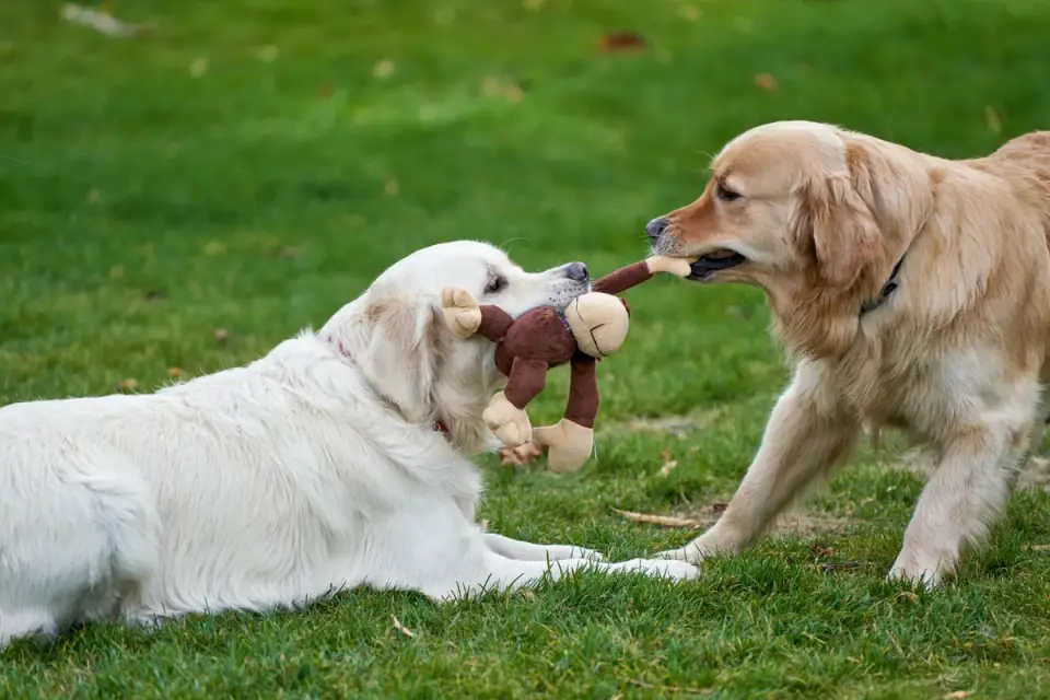 Dog playing with a rope toy