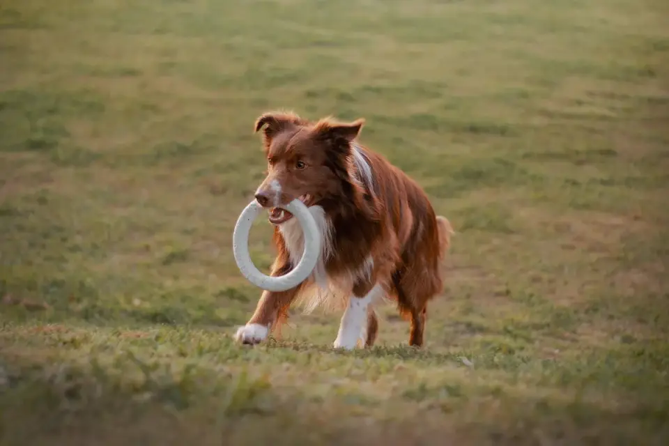 Dog playing with a rope toy