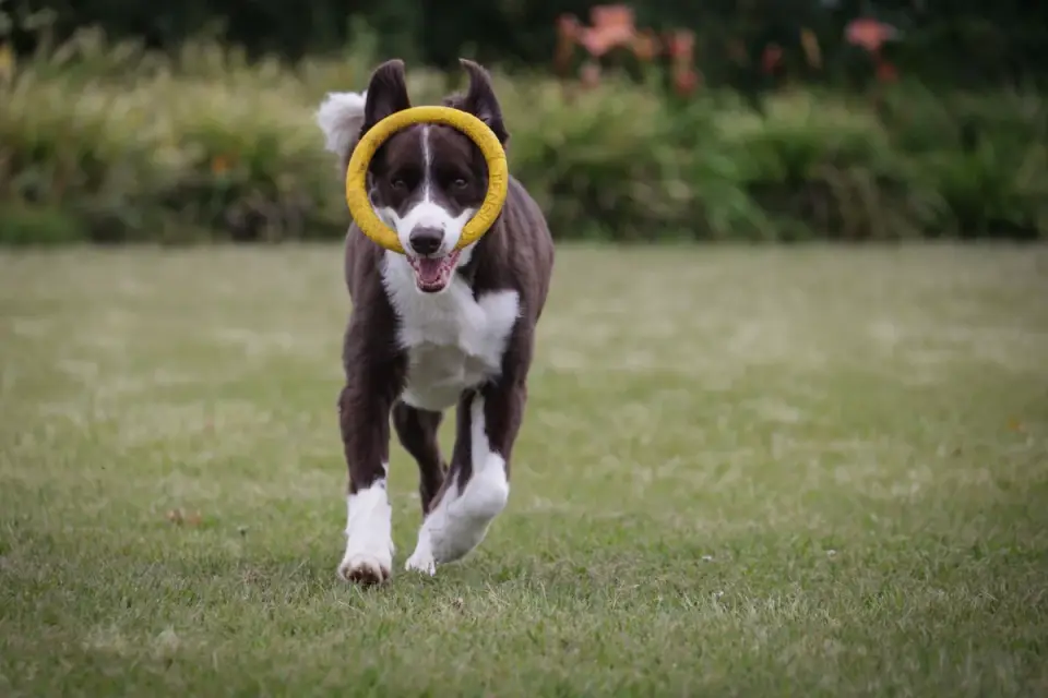 Dog playing with a rope toy