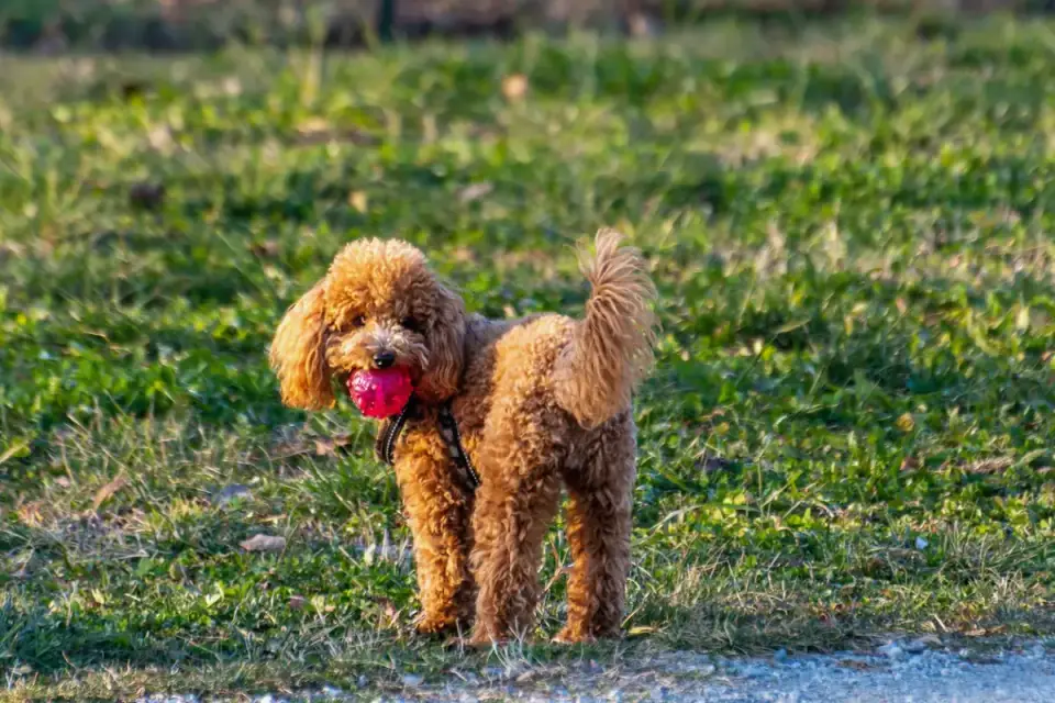 Dog playing with a rope toy
