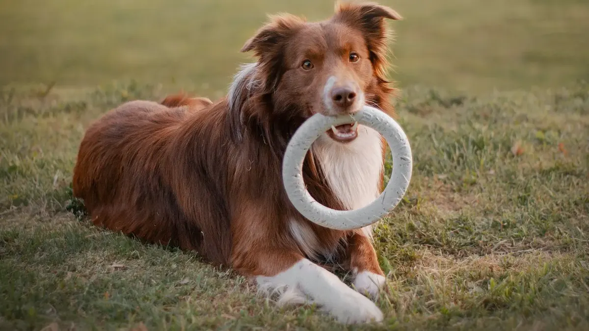 Dog playing with a rope toy