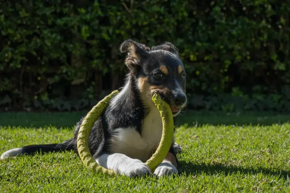Dog playing with a rope toy