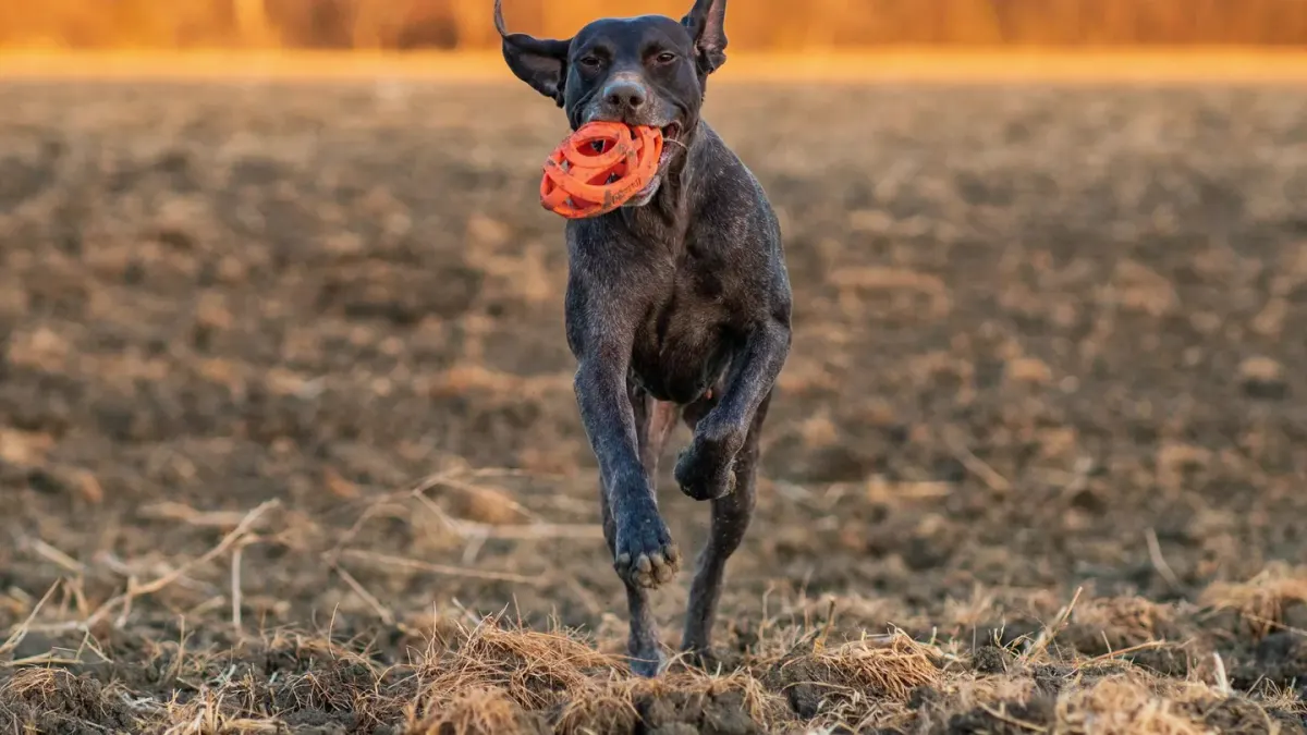 Dog playing with a rope toy