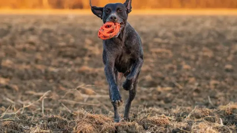Dog playing with a rope toy