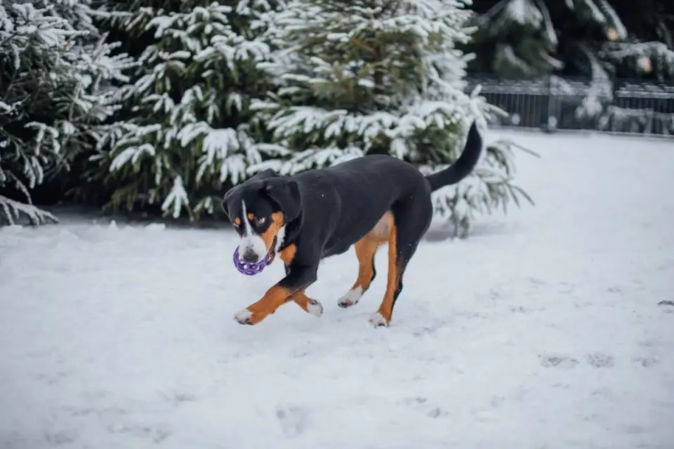 Dog playing with a rope toy