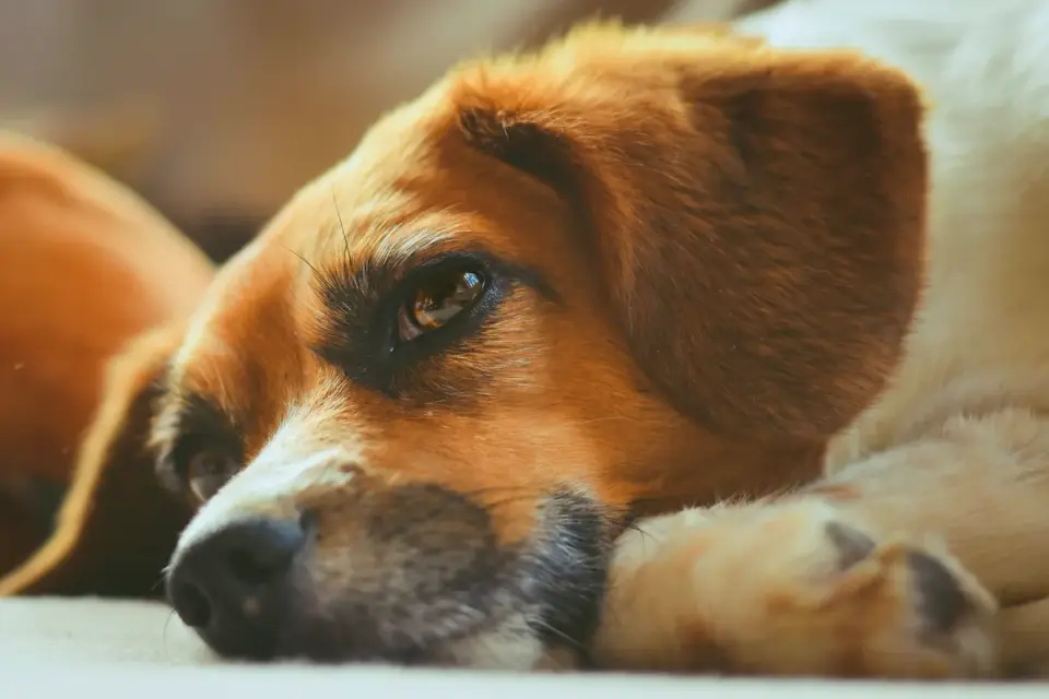 Dog resting at home