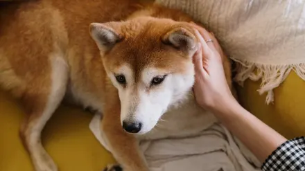 Dog resting beside an owner