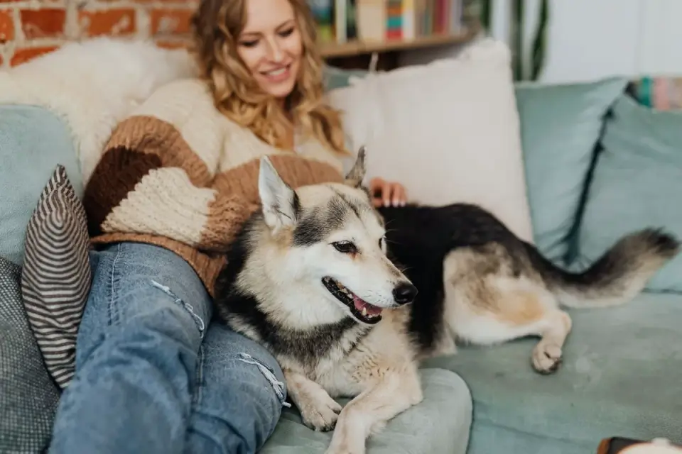 Dog resting beside an owner