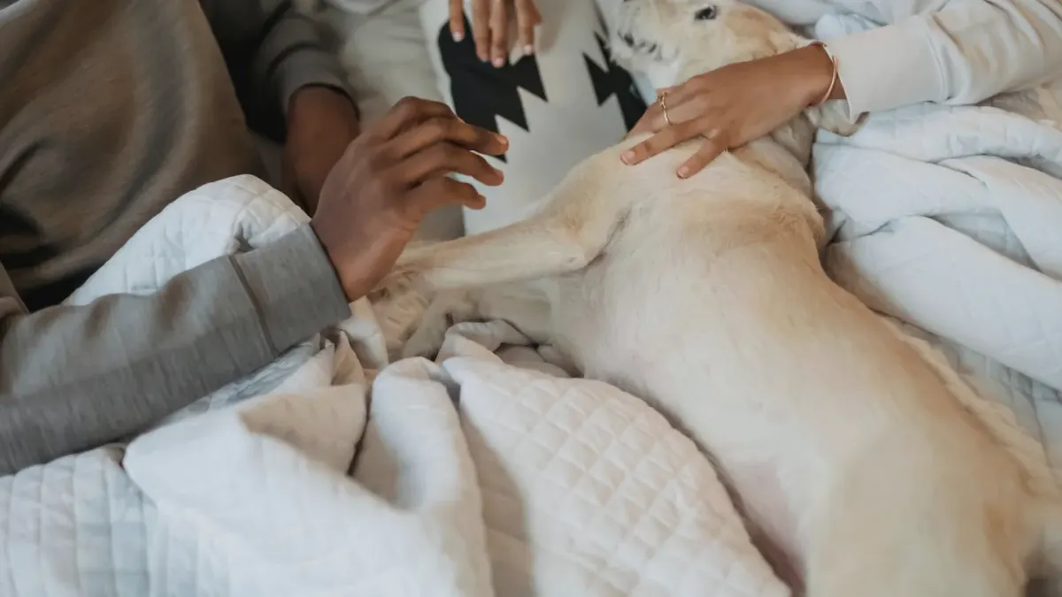 Dog resting beside an owner