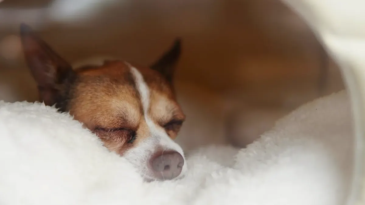 Dog resting during travel