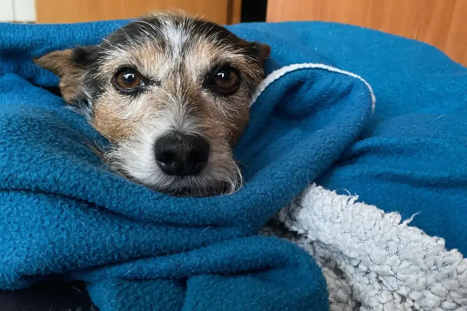 Dog resting during travel