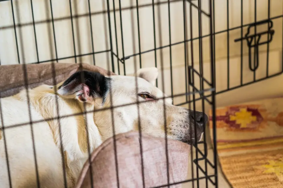 Dog resting during travel